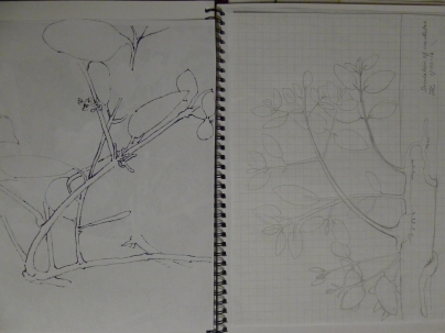 mistletoe-drawings-1